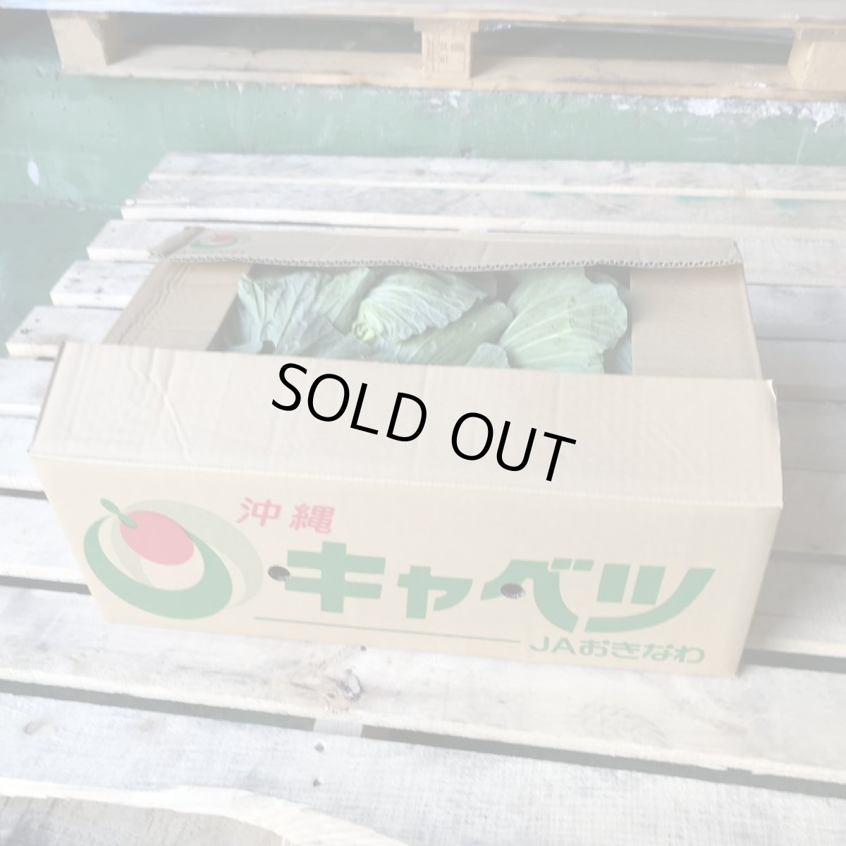 画像3: 出ました！新物　沖縄県産キャベツ　約10kg（7〜11玉） (3)