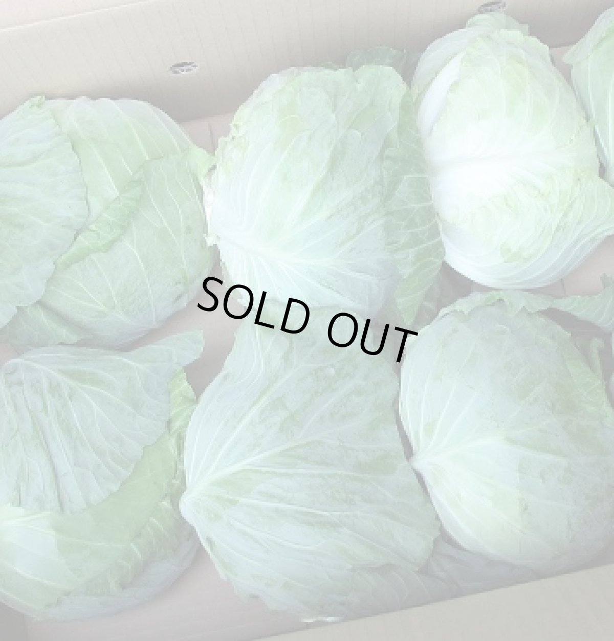 画像4: 出ました！新物　沖縄県産キャベツ　約10kg（7〜11玉） (4)