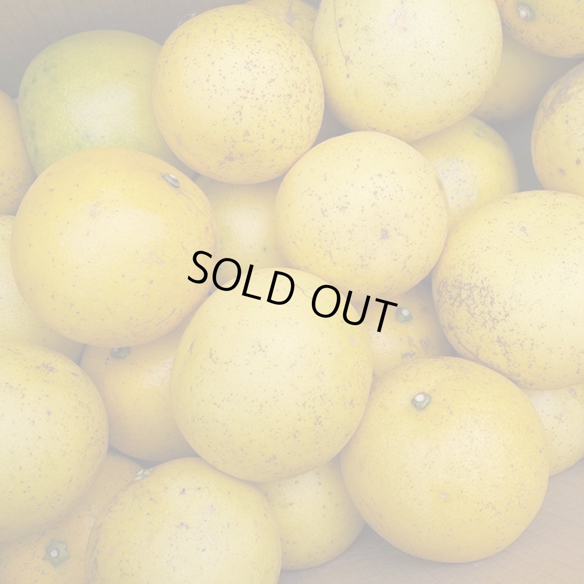 画像2: メルマガ会員さまは更に２０％割引！【数量限定】グレープフルーツ 沖縄県産 約2kg（玉数指定不可） (2)