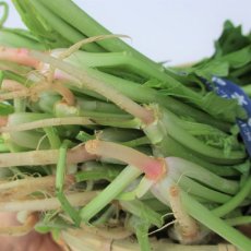 画像3: 沖縄の旬の野菜島ホーレンソウ豊見城産500ｇ×5束入り美味しいです。 (3)