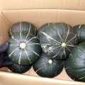 旬に入りました！沖縄県産 栗かぼちゃ 約５kg(3〜6玉) 【発送時期１月〜４月】 沖縄島野菜
