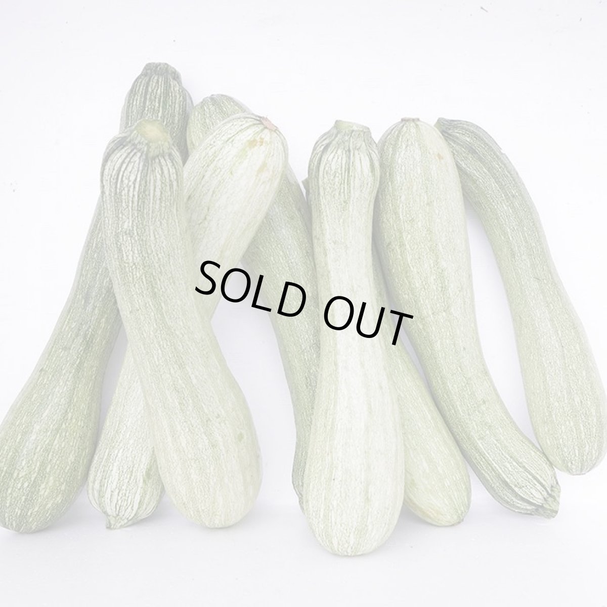 画像2: 激レア　白ズッキーニ　約１Kｇ　４本前後 (2)