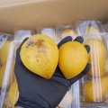 沖縄県産 カニステル 約3kg 南国の不思議な果物（エッグフルーツ）【発送12月〜4月】【配達日指定不可】