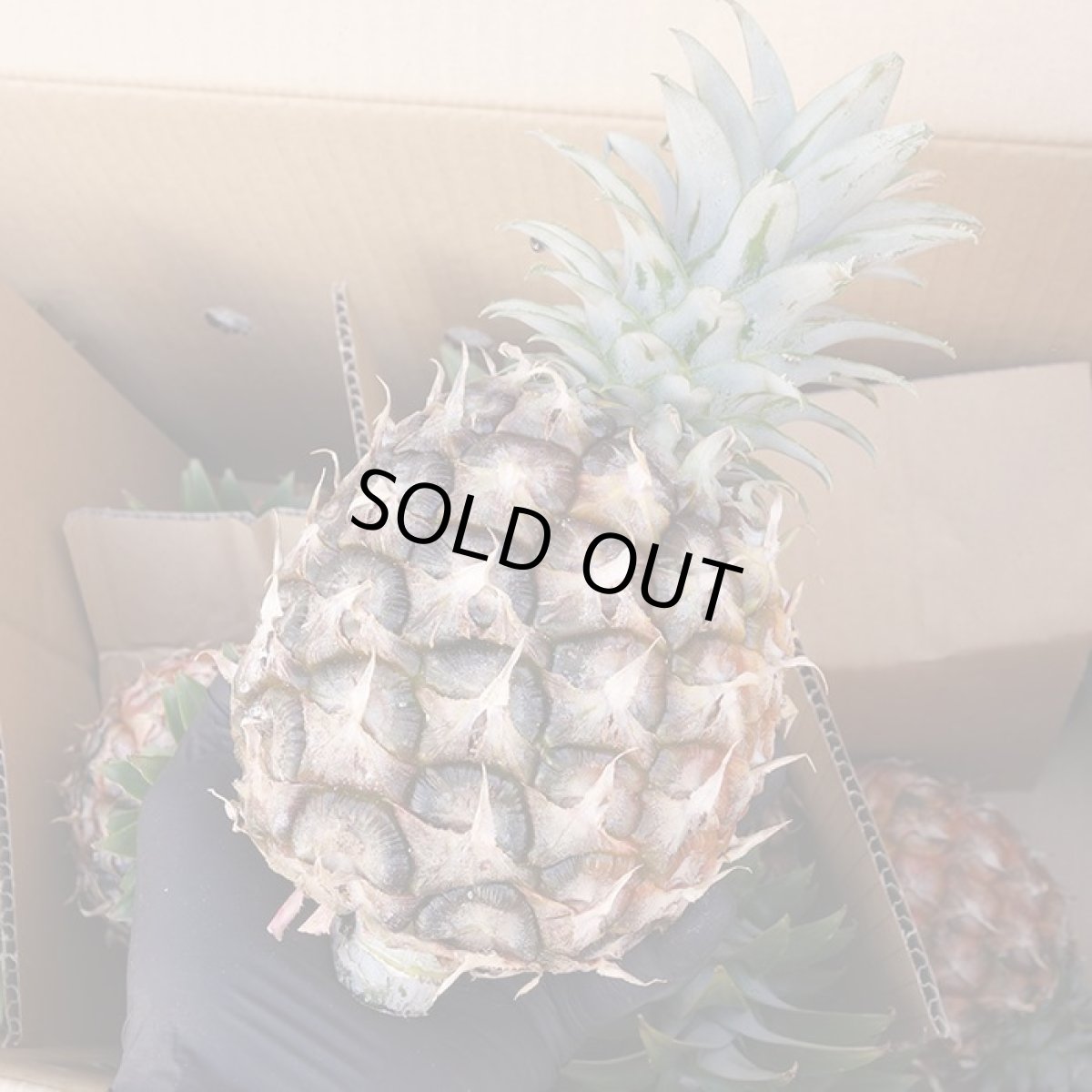 画像2: ☆西表島産☆ピーチパイン ３キロ(3〜6個)　甘い香りのピーチパイン【発送時期６月〜7月】 (2)