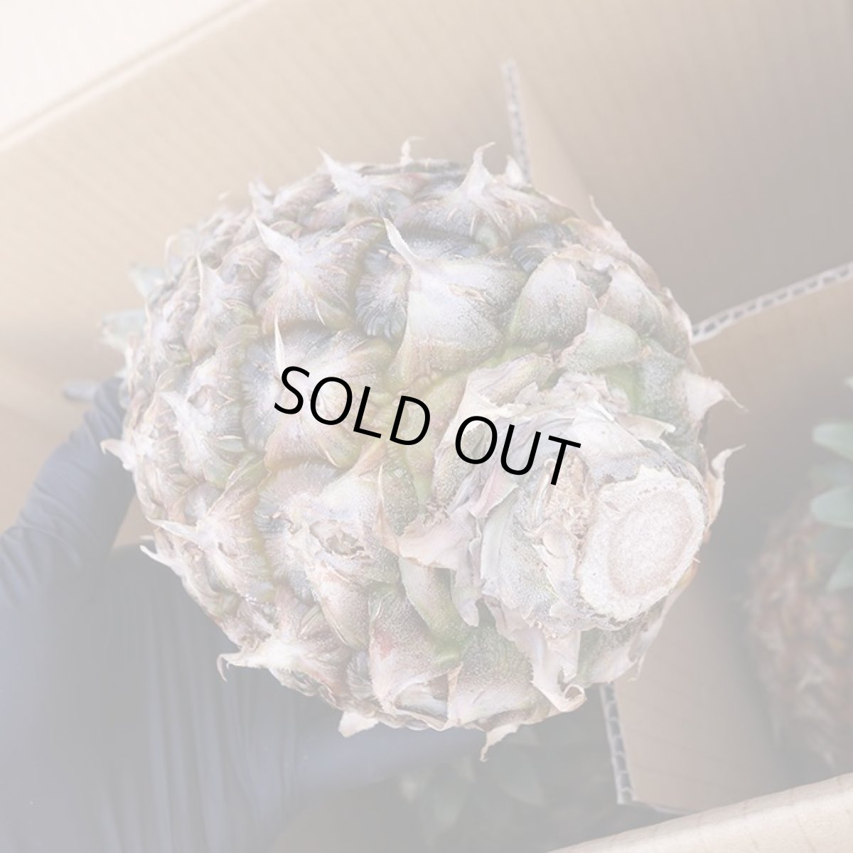 画像3: ☆西表島産☆ピーチパイン ３キロ(3〜6個)　甘い香りのピーチパイン【発送時期６月〜7月】 (3)