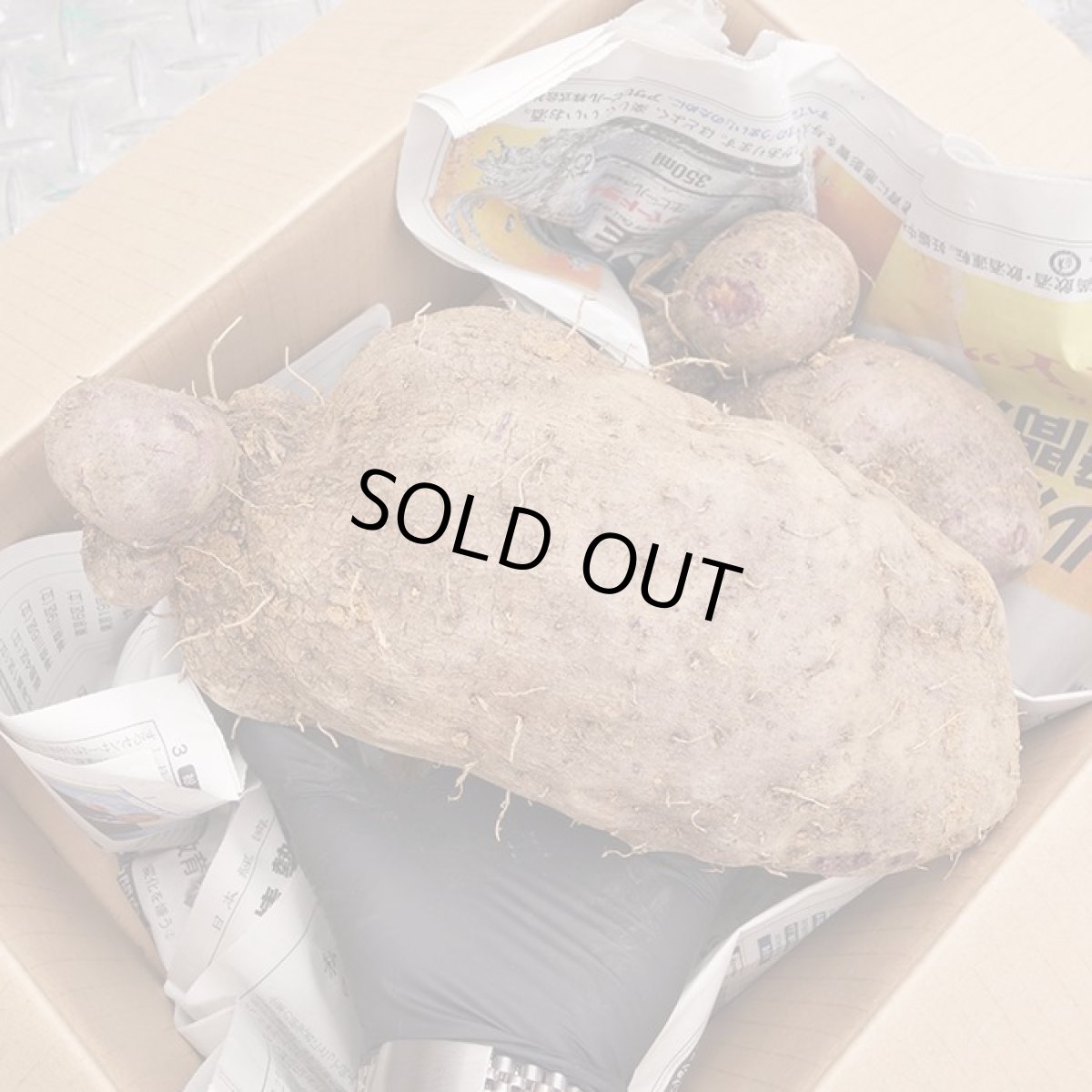 画像2: レアな 紫山芋 １玉（1.5kg前後） (2)