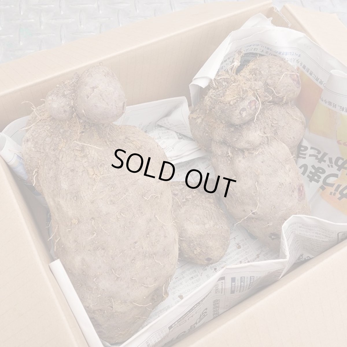 画像3: レアな 紫山芋 １玉（1.5kg前後） (3)