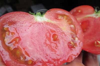 画像1: 沖縄野菜　トマト約１ｋｇ