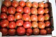 画像2: 沖縄野菜　真和志産水切りフルーティ　トマト　約２kg　発送は３月 (2)