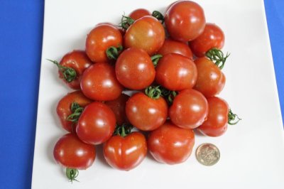 画像3: 【沖縄のプチトマト今が旬】沖縄産ミニトマト１５０g×１０パック