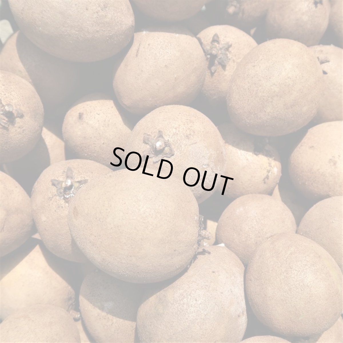 画像7: 沖縄県産　サポジラ５Ｋｇ　発送4月頃　 珍しい果物　追熟させて香り良く甘〜いフルーツ【配達指定不可/常温発送】 (7)