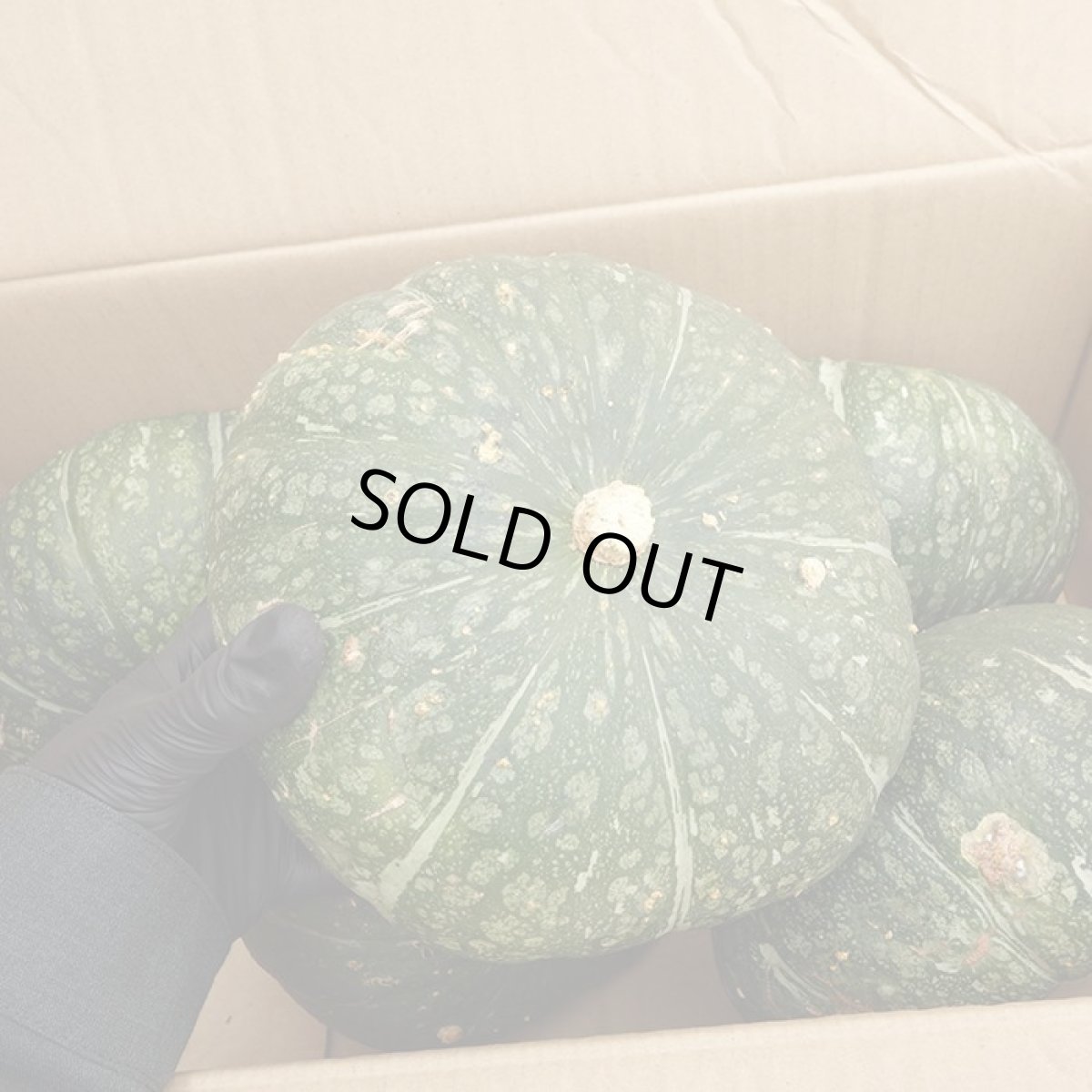 画像2: エビスかぼちゃ 　約 2kg ☆数量限定☆沖縄県産  (2)