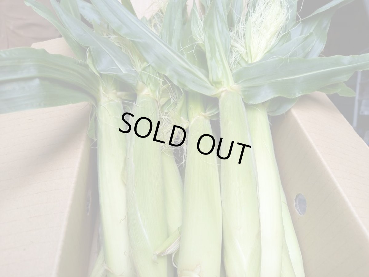 画像3: 【半額セール】ベビーコーン 3 kg [生ヤングコーン] 沖縄産 ヒゲもたっぷり付いています。 (3)