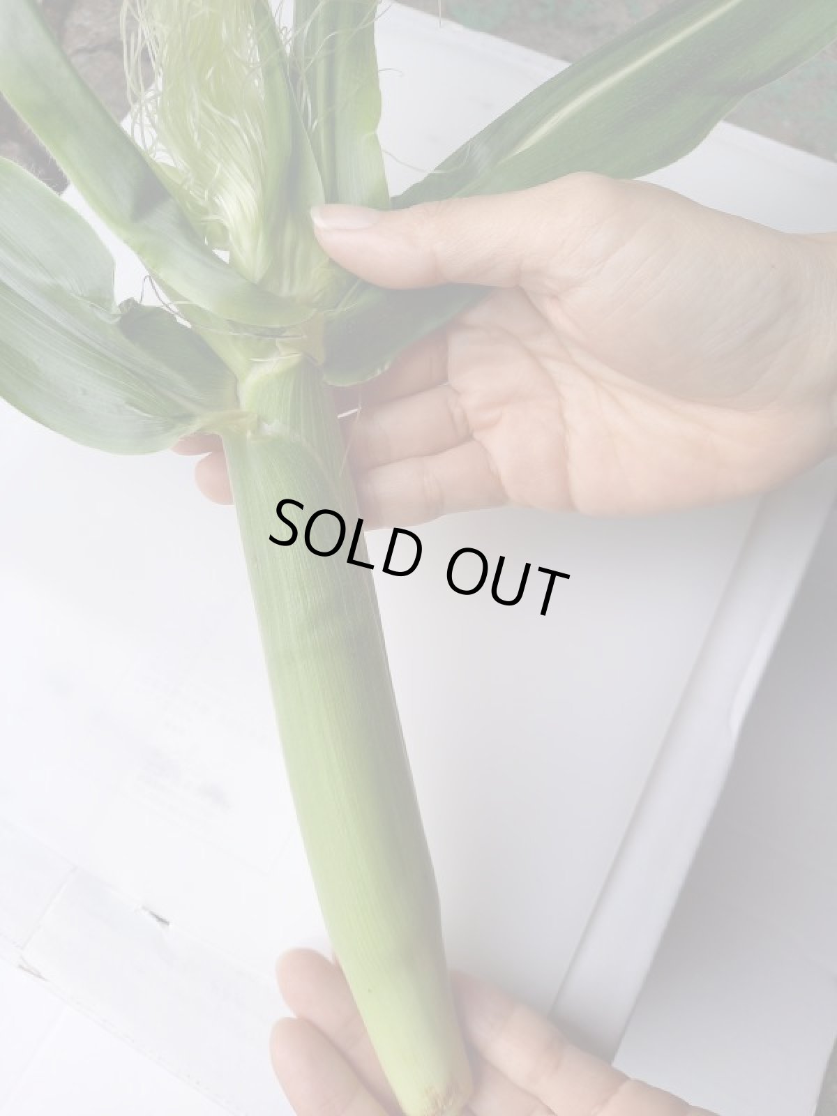 画像4: 【半額セール】ベビーコーン 3 kg [生ヤングコーン] 沖縄産 ヒゲもたっぷり付いています。 (4)