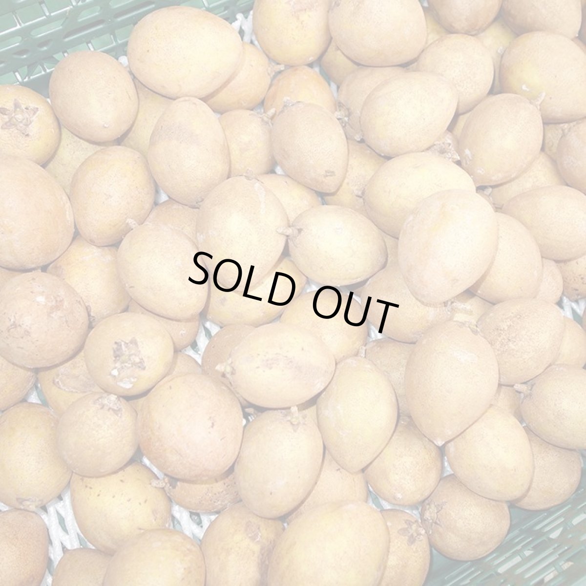 画像2: 沖縄県産　サポジラ10Ｋｇ　発送4月頃　 珍しい果物　追熟させて香り良く甘〜いフルーツ【配達指定不可/常温発送】 (2)