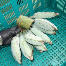 画像2: 野菜用バナナ 1kg　　≪天ぷらにするととっても美味しいバナナ≫沖縄産 (2)