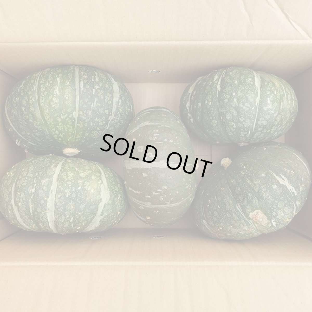 画像2: 宮古島産 栗南瓜 (クリカボチャ)  4~9玉　10キロ前後  かぼちゃ (2)