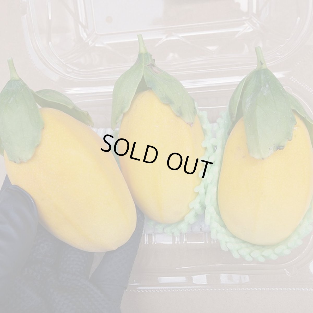 画像3: 沖縄県産　ミズレモン 200g　（2~4個入り）※葉っぱはついていません。 (3)