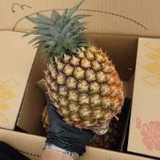 画像1: 「先行予約」早割　沖縄産ゴールドバレル　大人買い 1ケース10kg（5〜8玉入り）お買い得商品数量限定 (1)