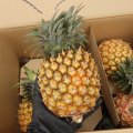 パイナップルの王様！沖縄県産  ゴールドバレル ２玉　（１玉700〜900g） 