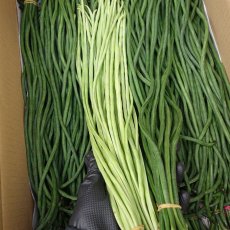 画像1: フーロー豆　約１kg　万能野菜！ (1)