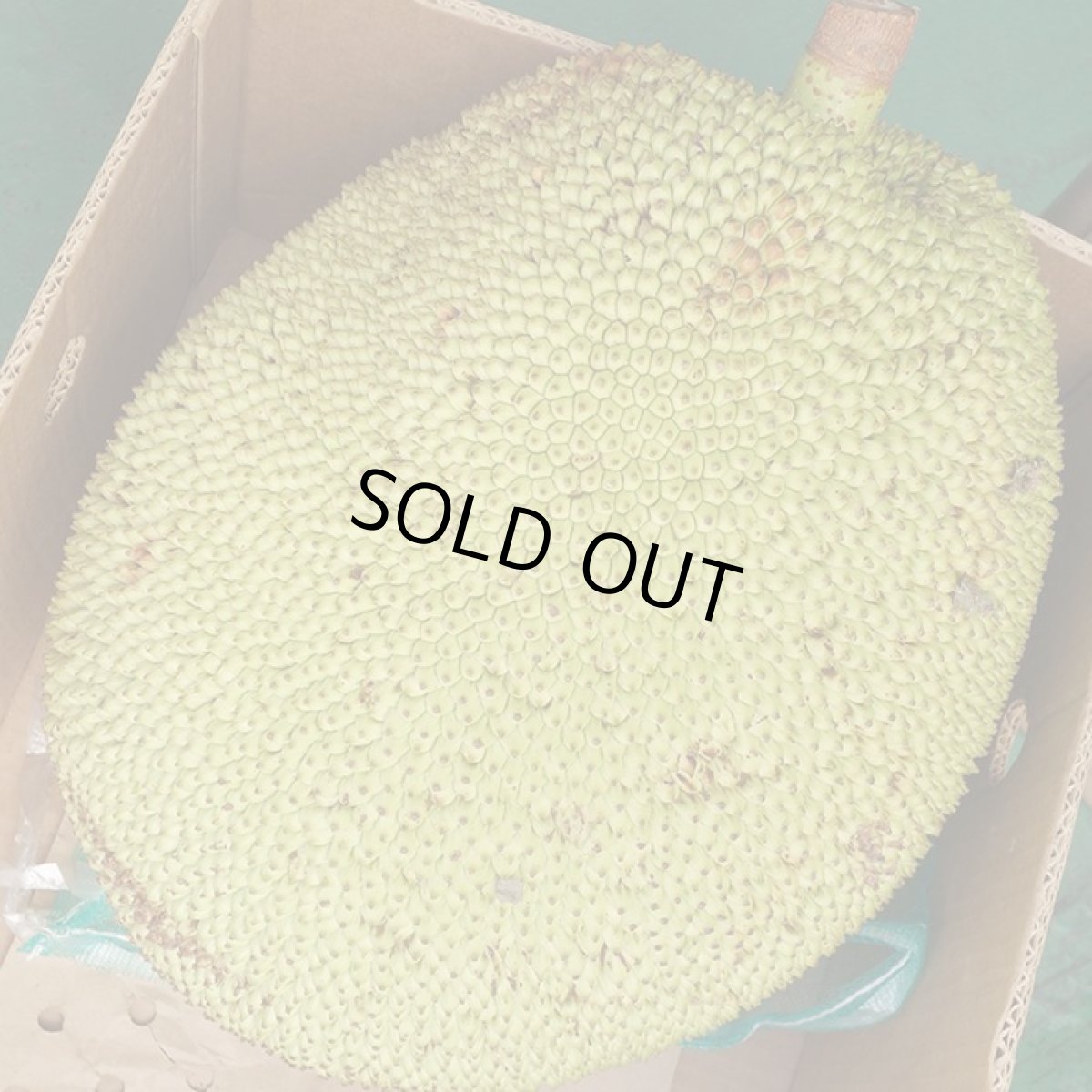 画像3: ジャックフルーツ、☆パラミツ☆１玉　約10kg (3)