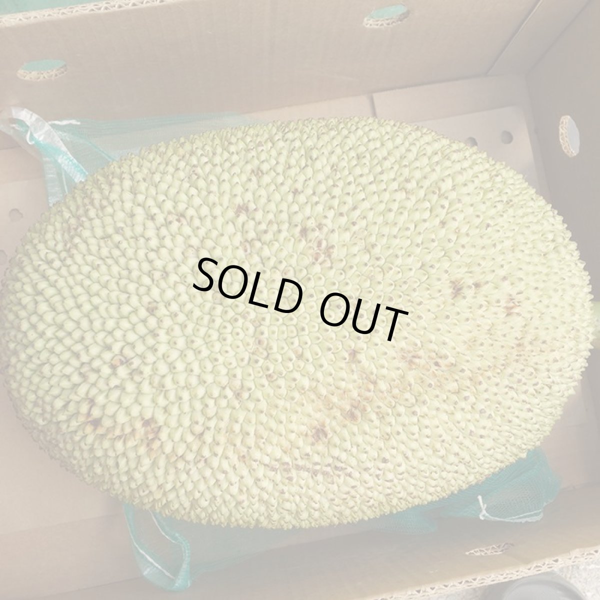 画像4: ジャックフルーツ、☆パラミツ☆１玉　約10kg (4)