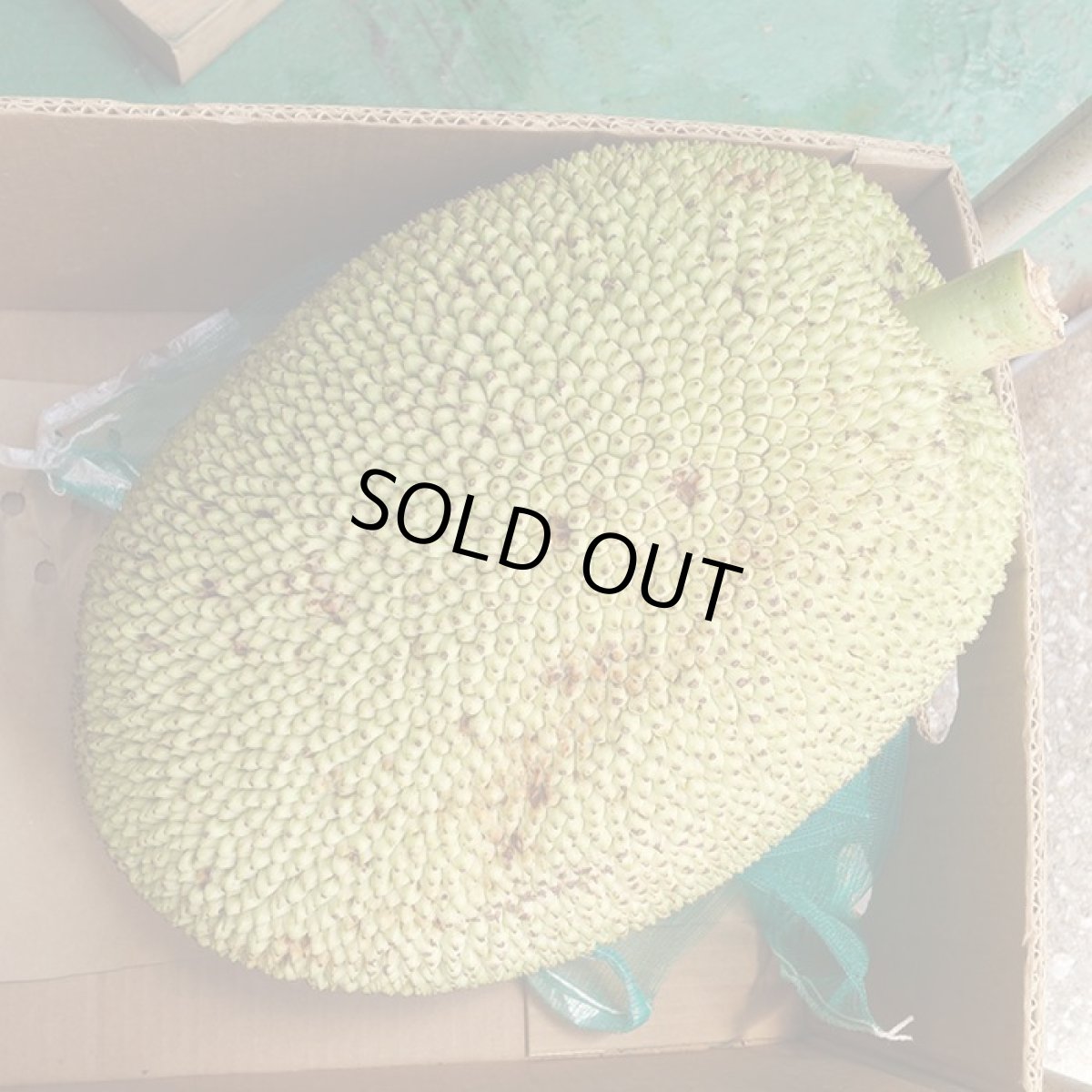 画像5: ジャックフルーツ、☆パラミツ☆１玉　約10kg (5)