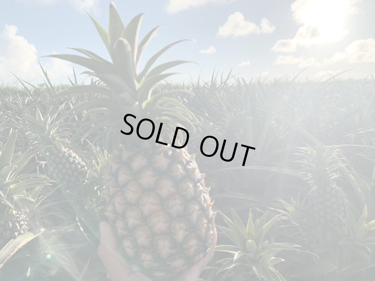 画像3: 宮古島産☆藤原さんのピーチパイン １玉(800g前後)白い果肉とジューシーな果汁が香る南国の味農薬不使用【発送６月下旬予定】 (3)