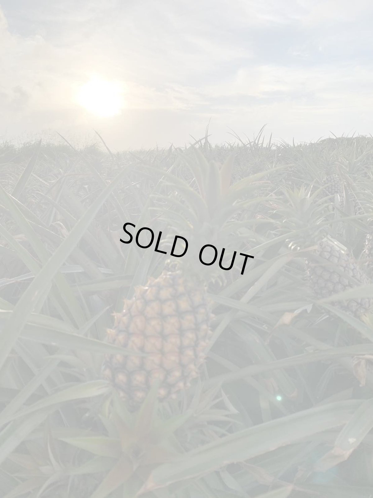 画像3: 宮古島産☆藤原さんのピーチパイン 約１ｋｇ（2玉入り）白い果肉とジューシーな果汁が香る南国の味　農薬不使用 (3)