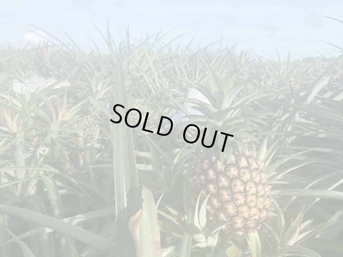 画像5: 宮古島産☆藤原さんのピーチパイン 約１ｋｇ（2玉入り）白い果肉とジューシーな果汁が香る南国の味　農薬不使用 (5)