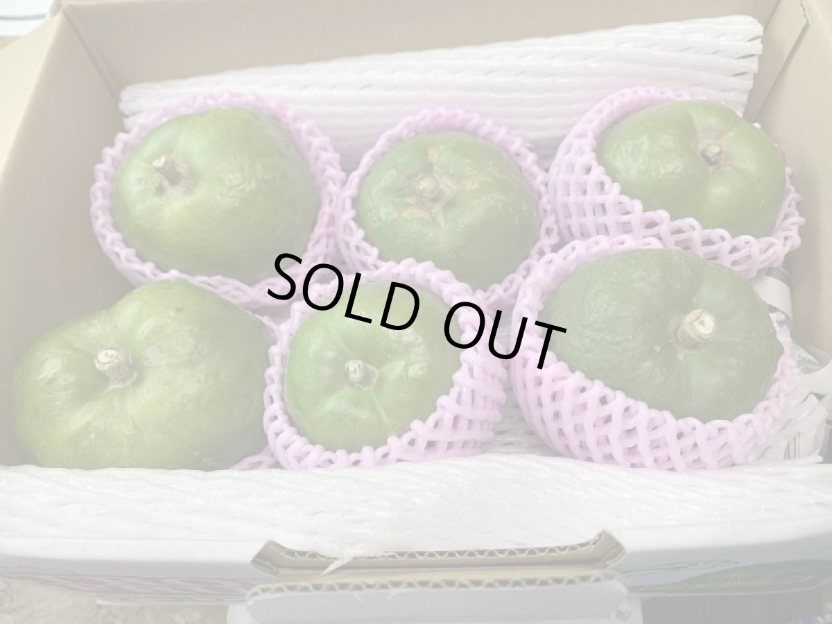 画像3: 【数量限定】珍フルーツ  ホワイトサポテ 1kg前後【配達日指定不可】 (3)