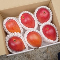 画像2: 完熟ミディアム アップルマンゴー 約1.5kg（6〜10玉入り）※小さ目マンゴー (2)