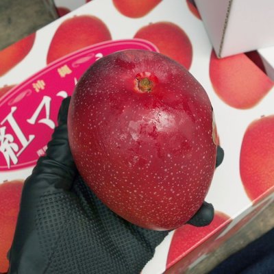 画像1: 金武町産　完熟アップルマンゴー　秀品 2kg　