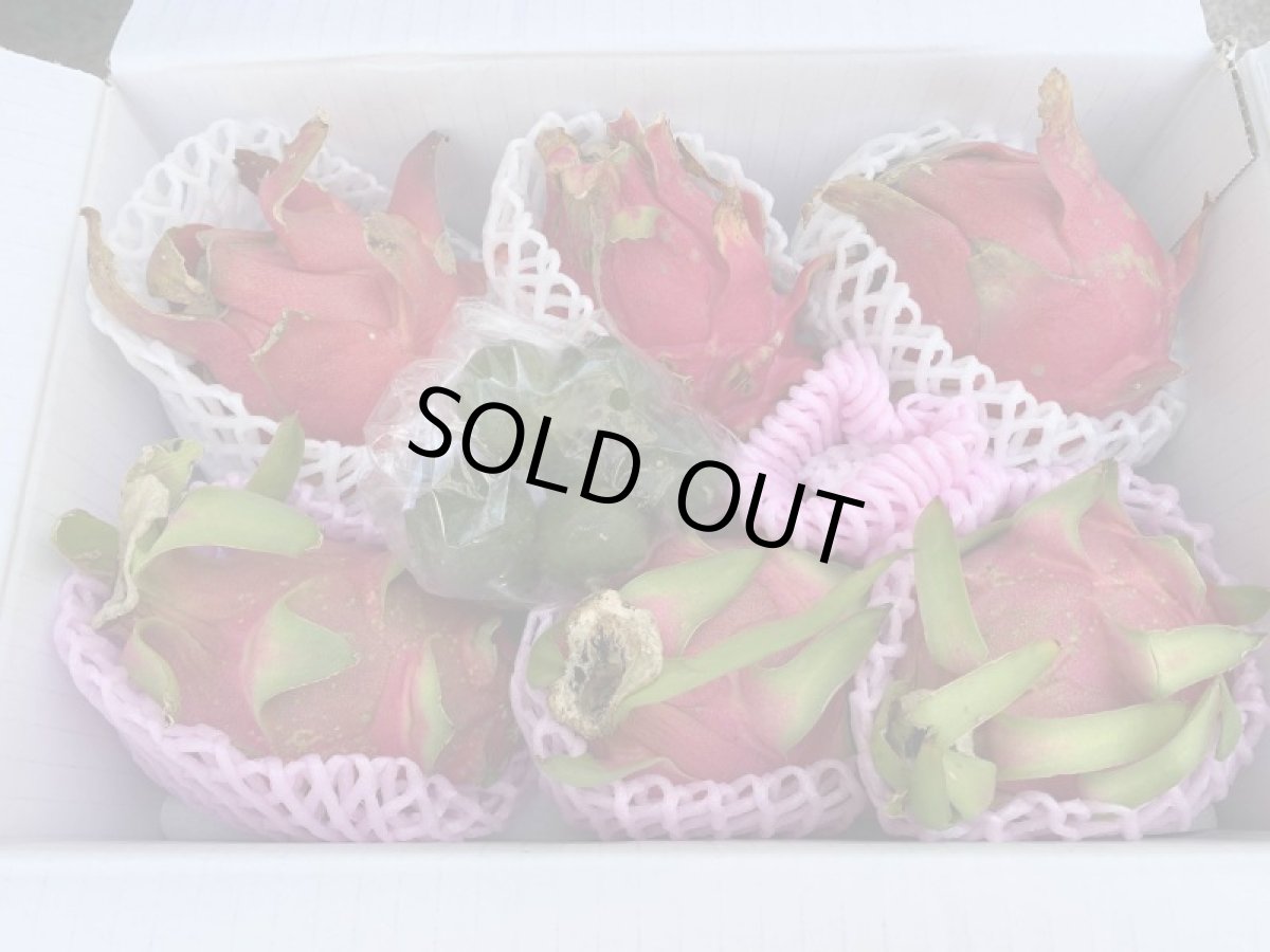 画像4: 早い者勝ち！訳ありドラゴンフルーツ２ｋｇ（5〜10玉）（白、赤指定不可）シークワーサー100ｇプレゼント付き週末セール商品　 (4)