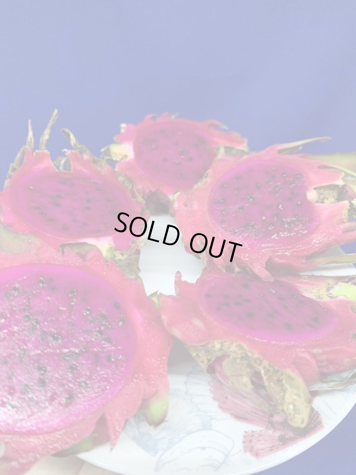 画像2: 早い者勝ち！訳ありドラゴンフルーツ２ｋｇ（5〜10玉）（白、赤指定不可）シークワーサー100ｇプレゼント付き週末セール商品　 (2)