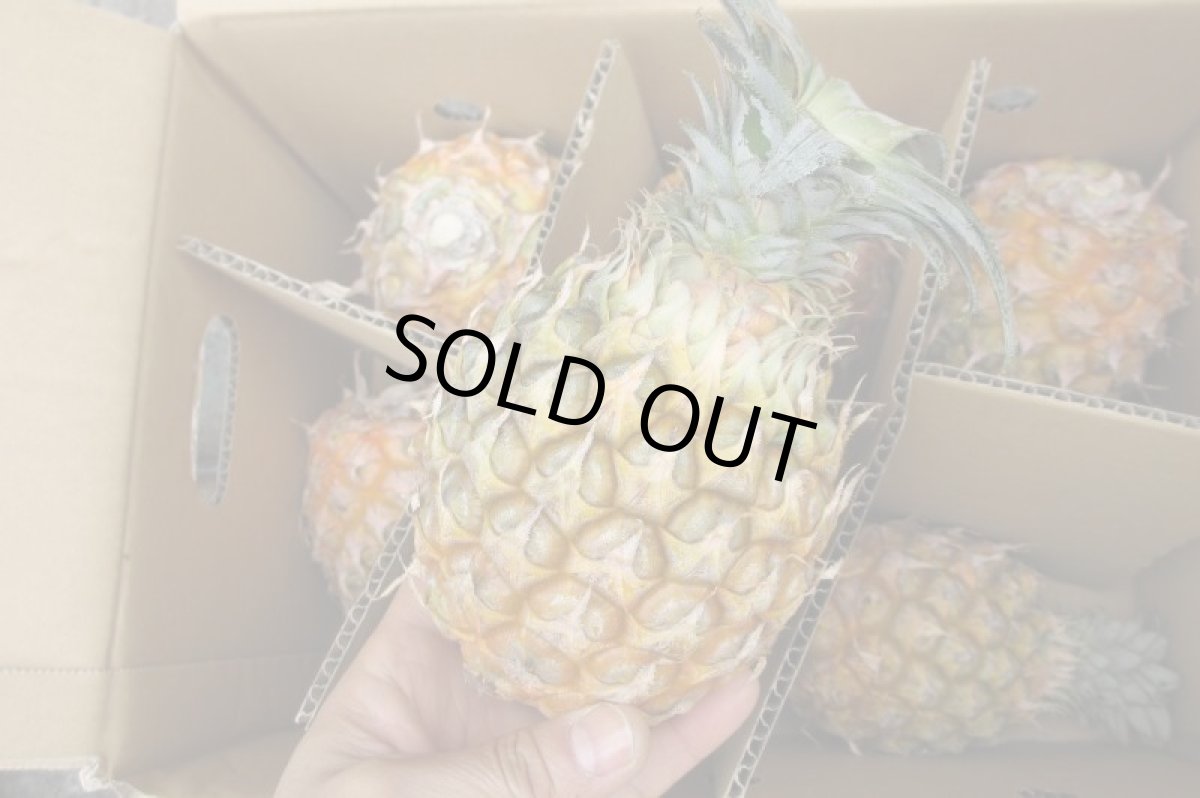 画像2: 沖縄産 ボゴールパイン  ２ｋｇ(2〜５玉)　４月〜発送予定 (2)