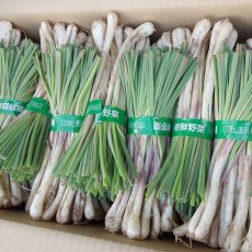 画像4: 「SALE」伊江島産の美味しい島らっきょう　５kg【配達日指定不可】 (4)