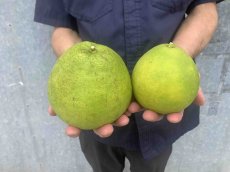 画像3: 【数量限定】グレープフルーツ  約１kg（2玉）沖縄県産 ホワイト (3)