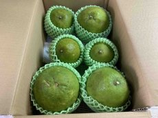 画像4: 【数量限定】グレープフルーツ  約１kg（2玉）沖縄県産 ホワイト (4)