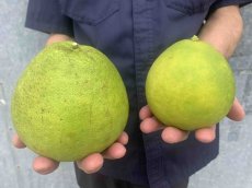 画像1: 【数量限定】グレープフルーツ  約１kg（2玉）沖縄県産 ホワイト (1)