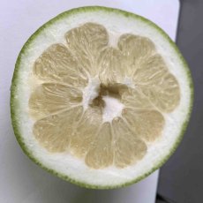 画像2: 【数量限定】グレープフルーツ  約１kg（2玉）沖縄県産 ホワイト (2)
