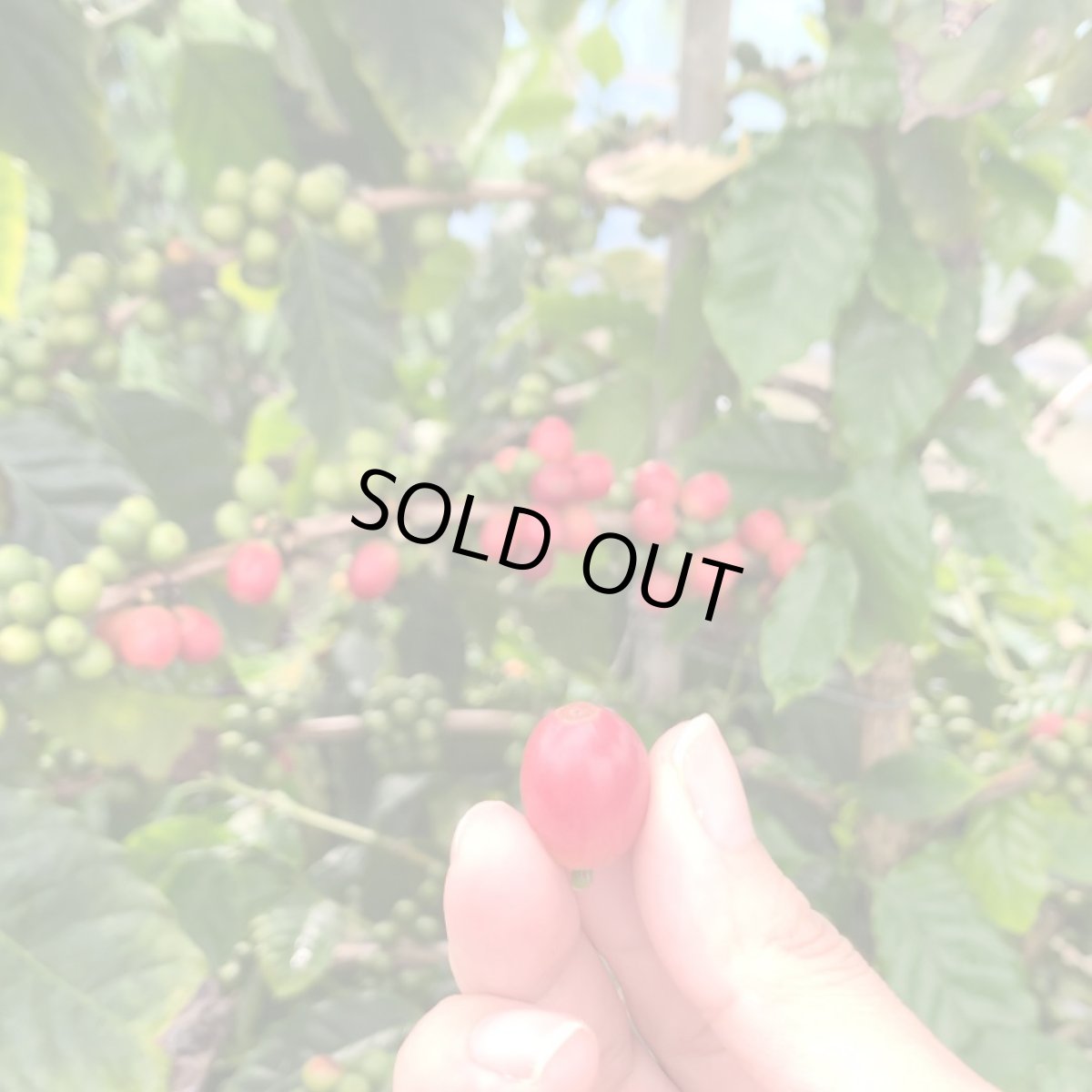 画像2: 沖縄県産　生コーヒーチェリー 50g  ※冷凍発送 (2)