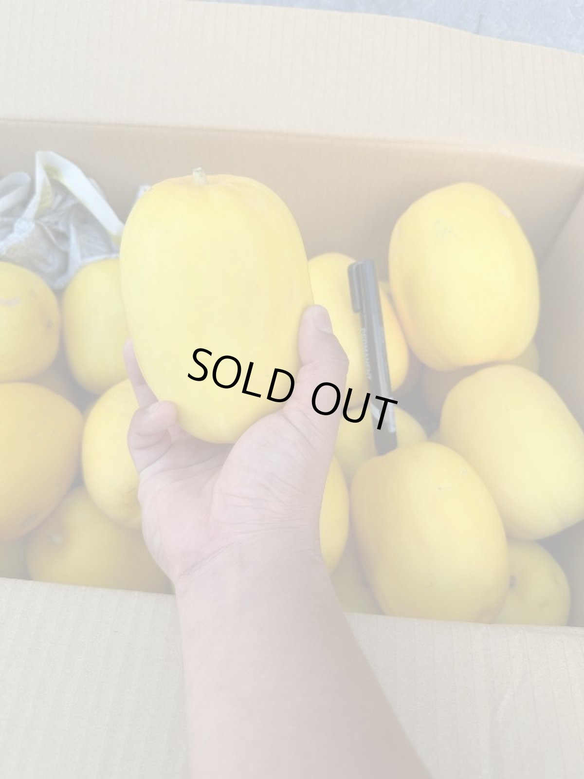 画像3: ★今年初入荷★　マクアウリ　約2kg　※サイズばらつきアリ (3)