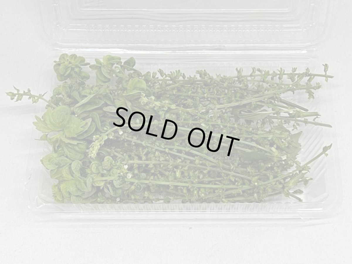 画像2: 穂紫蘇（ホジソ）２パックたっぷり (2)