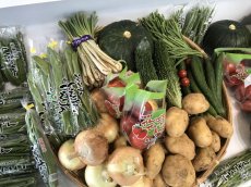画像2: 【大盛りお野菜たっぷり】沖縄の旬の野菜セット１０種類　約１週間分 (2)