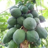 沖縄県産 フルーツ バジル 生バジル フレッシュ