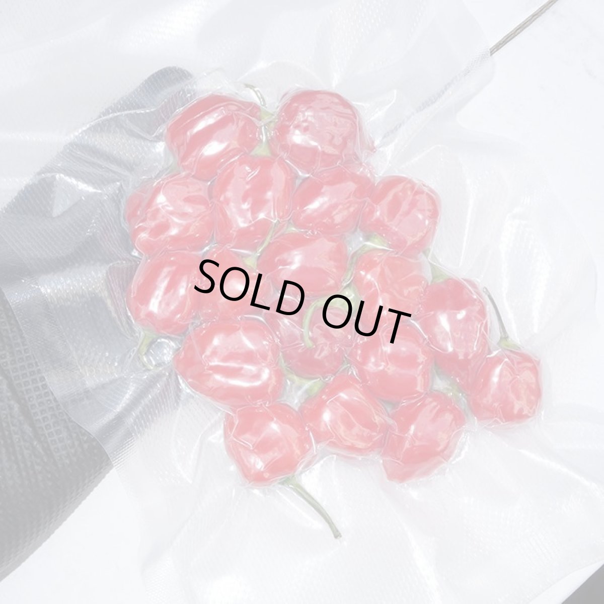 画像2: 【危険】激辛！ハバネロ100g　辛いけど美味しい！強い日差しの沖縄県産唐辛子スパイス　今回少量限定　※生を真空パック冷蔵にて発送です。 (2)