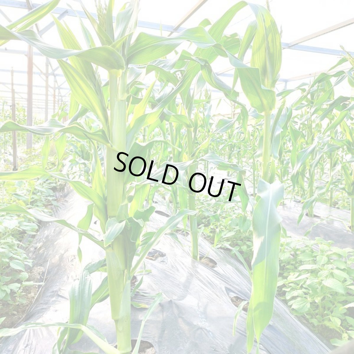 画像4: 【激安セール開催】旬になりました！とうもろこし 【スイートコーン】 (カラーお任せ) 8本入り　畑のスィーツ  (4)