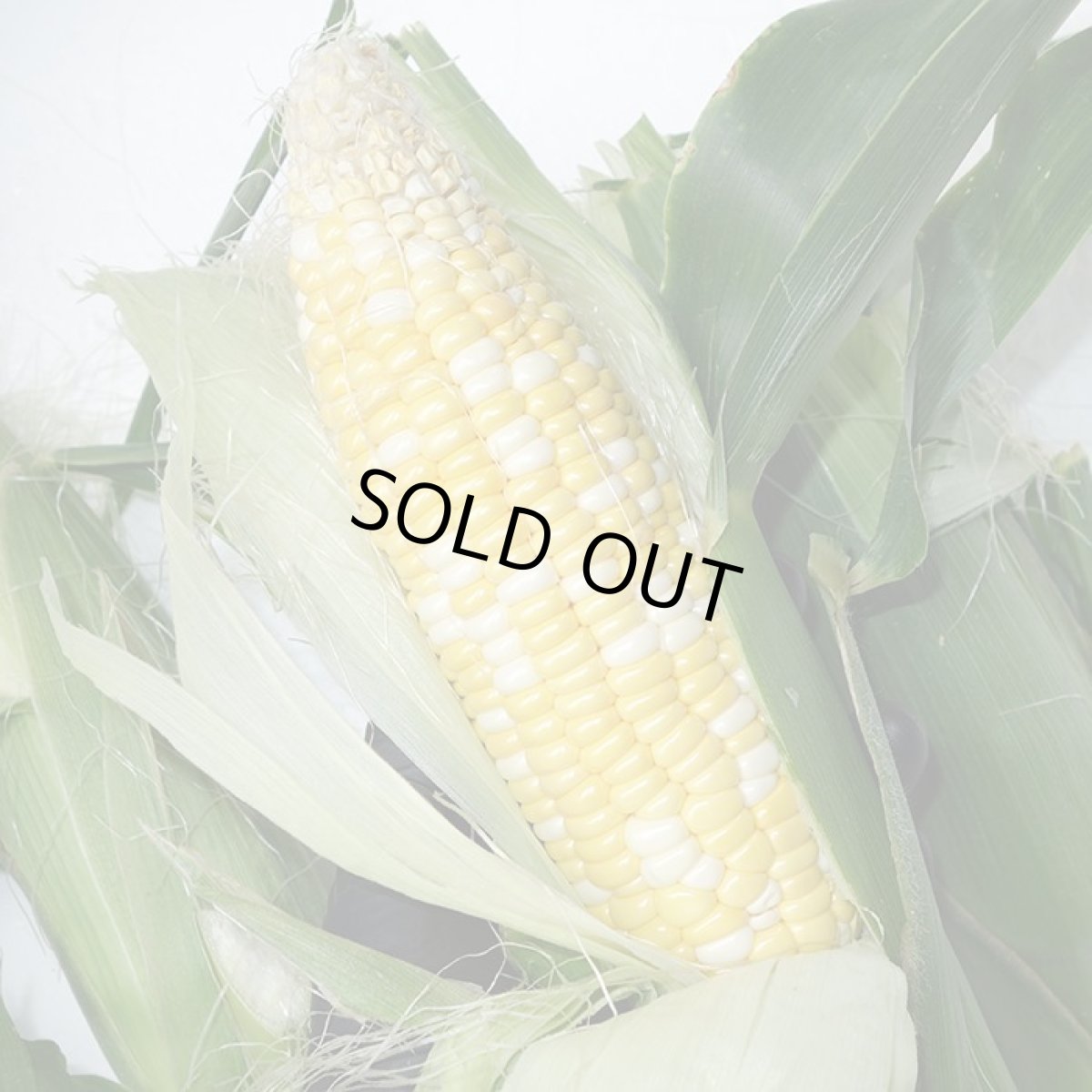 画像2: 【激安セール開催】旬になりました！とうもろこし 【スイートコーン】 (カラーお任せ) 8本入り　畑のスィーツ  (2)